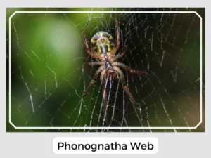Phonognatha Web