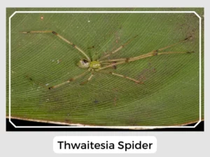 Picture of Thwaitesia Spider