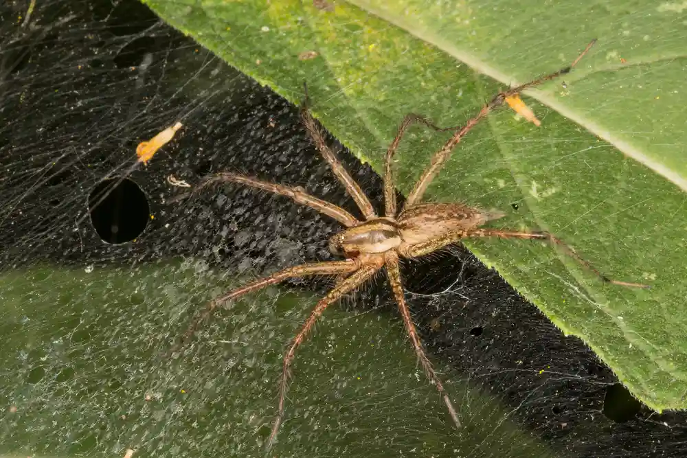 Picture of a Grass Spider