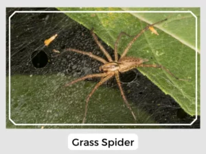 Picture of a Grass Spider