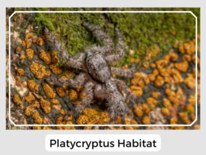 Platycryptus Habitat