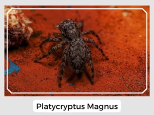 Platycryptus Magnus