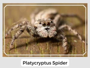 Platycryptus Spider