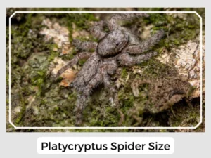 Platycryptus Spider Size