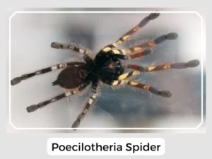 Poecilotheria Spider