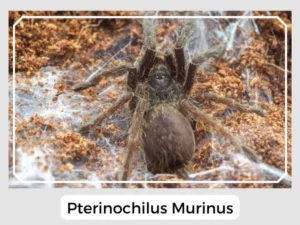 Pterinochilus Murinus