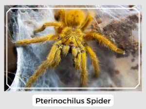 Pterinochilus Spider