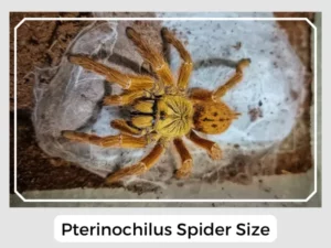 Pterinochilus Spider Size