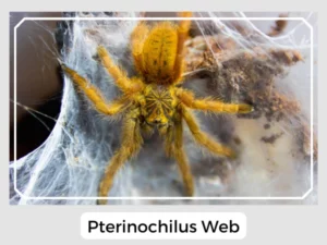 Pterinochilus Web