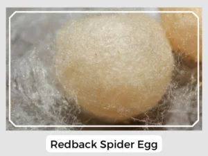 Redback Spider Egg