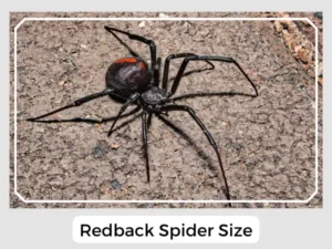 Redback Spider Size