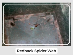 Redback Spider Web