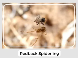 Redback Spiderling