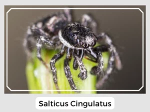 Salticus Cingulatus