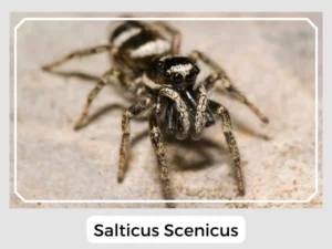Salticus Scenicus