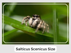 Salticus Scenicus Size