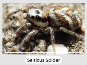 Salticus Spider