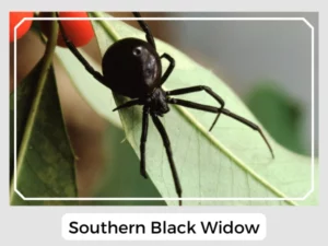 Southern Black Widow