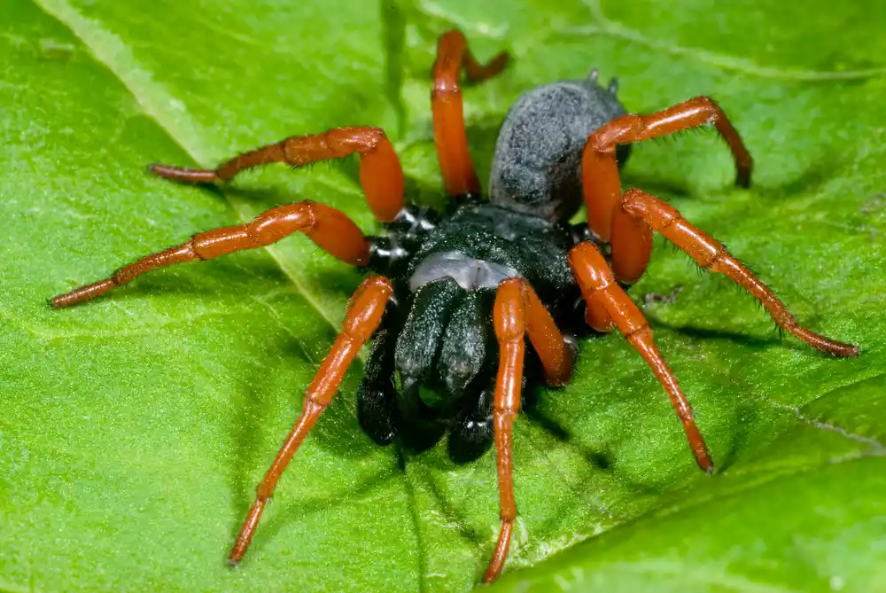 Sphodros Spider