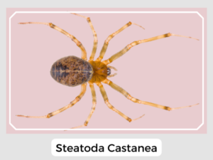 Steatoda Castanea