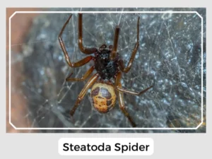 Steatoda Spider