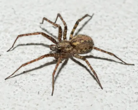 Tegenaria Spider