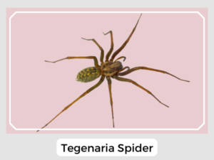 Tegenaria Spider Image