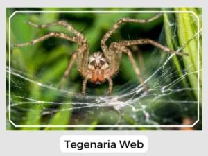 Tegenaria Web
