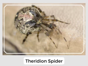 Theridion Spider