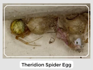 Theridion Spider Egg