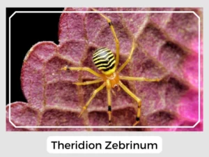 Theridion Zebrinum