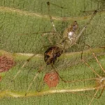 Thwaitesia Spider