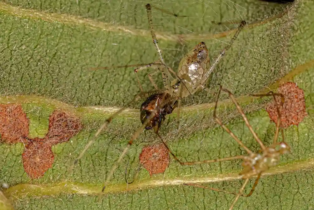 Thwaitesia Spider