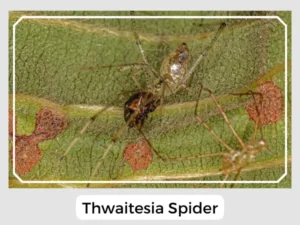 Thwaitesia Spider
