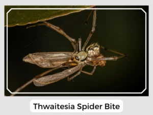 Thwaitesia Spider Bite