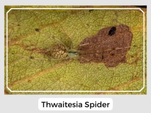 Thwaitesia Spider Image