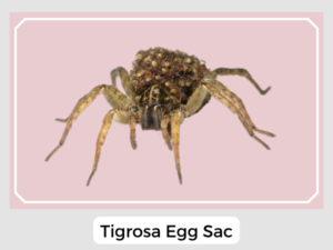 Tigrosa Egg Sac
