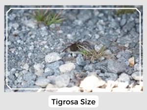 Tigrosa Size