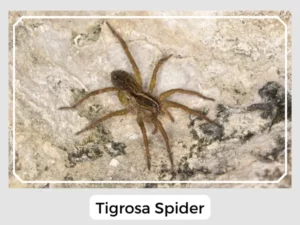 Tigrosa Spider