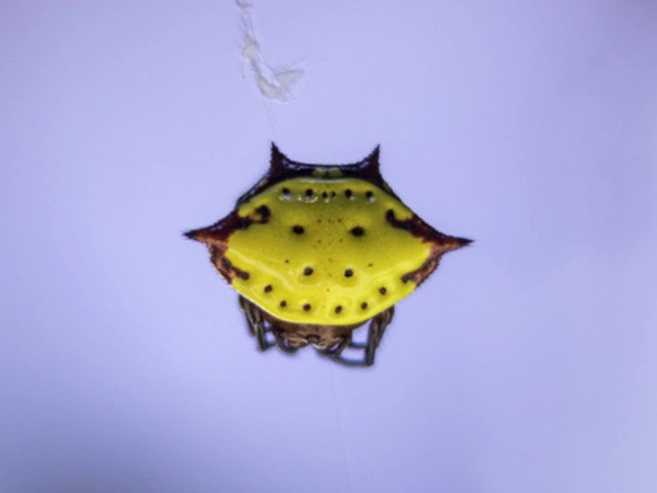 Verrucosa Arenata