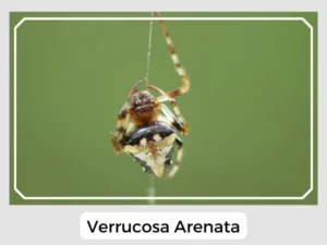 Verrucosa Arenata