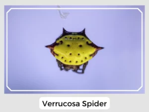 Verrucosa Spider