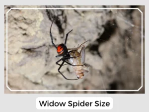 Widow Spider Size
