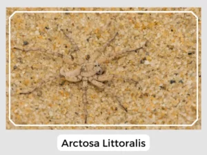 Arctosa Littoralis