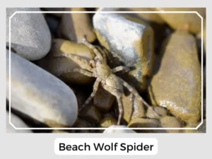 Beach Wolf Spider