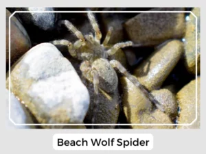 Beach Wolf Spider Picture