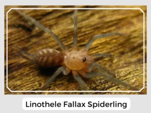 Linothele fallax Spiderling