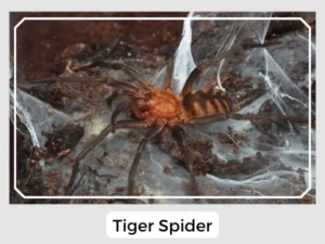 Tiger Spider