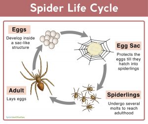 Spider Life Cycle: Facts Stages Mating Reproduction Pictures