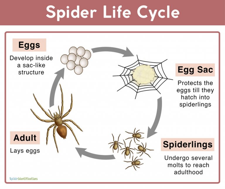 brazilian wandering spider life cycle